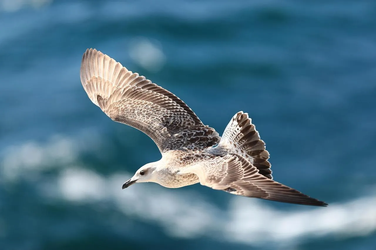 Seagulls Flying Over Ocean Near Cliff free Wallpaper