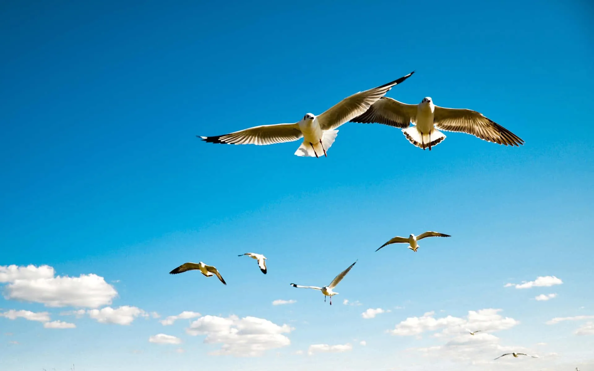 Seagulls Soaring Gracefully Across Blue Sky Wallpaper