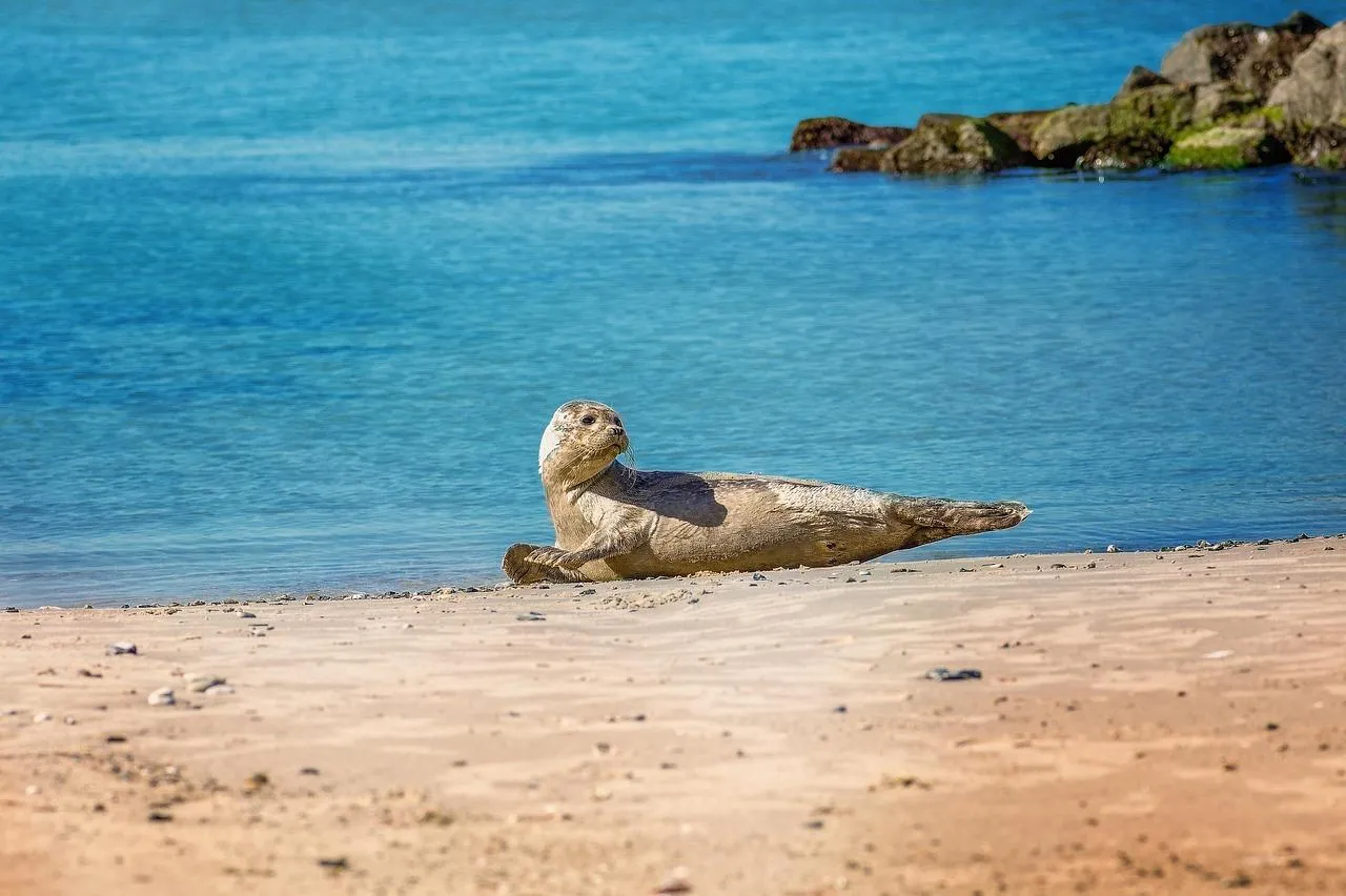 Seal Resting on Rocky Beach by the Ocean Shore Wallpaper