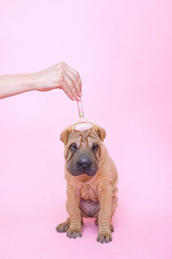 Shar Pei Puppy Getting a Head Massage with a Jade Roller