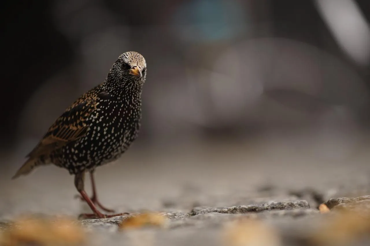 Sharp Eyed Falcon Standing on a Sandy Brown Ground