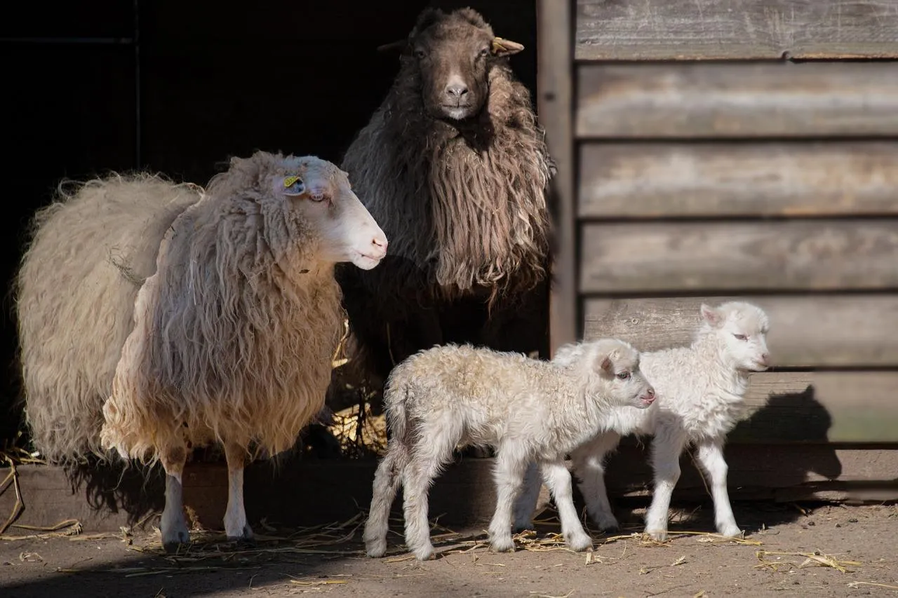 Sheep and Lambs Standing Near a Barn Door Wallpaper