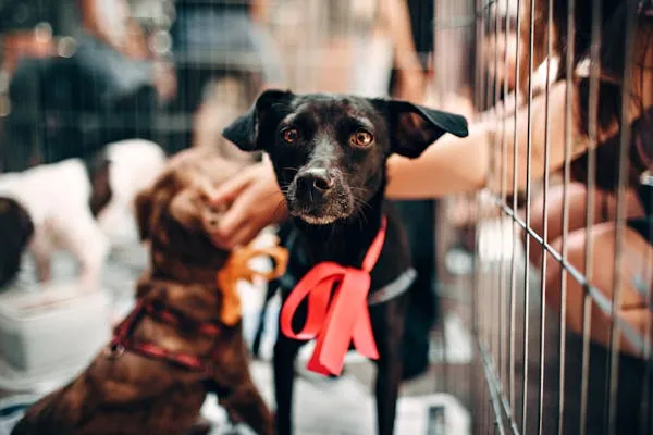Shelter Puppy Behind a Cage Waiting To Be Adopted Wallpaper