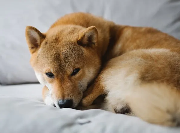 Shiba Inu Dog Curled Up Resting on Light Gray Couch Hd Image