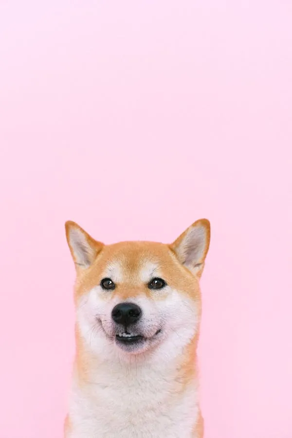 Shiba Inu Dog Smiling on a Pink Background with Happy Face
