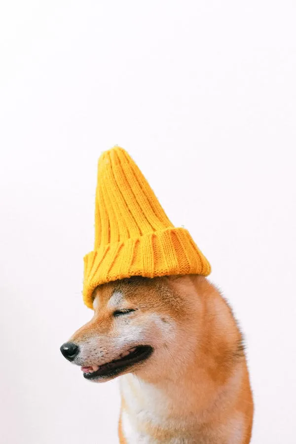 Shiba Inu Dog Wearing Yellow Beanie Hat Looking Side Image