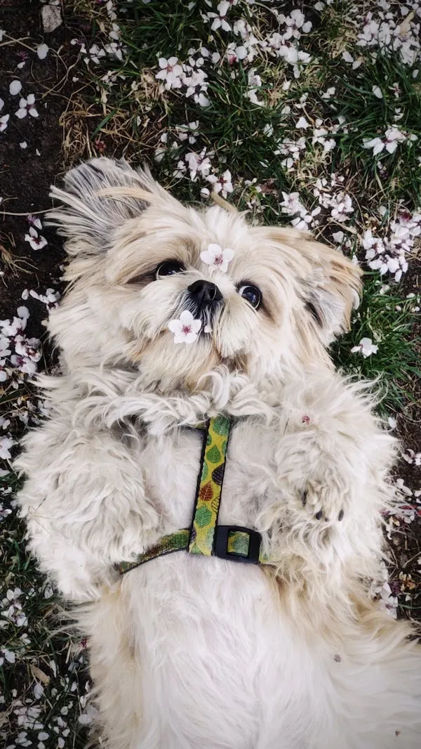 Shih Tzu Dog Resting Under a Tree with Cherry Blossoms