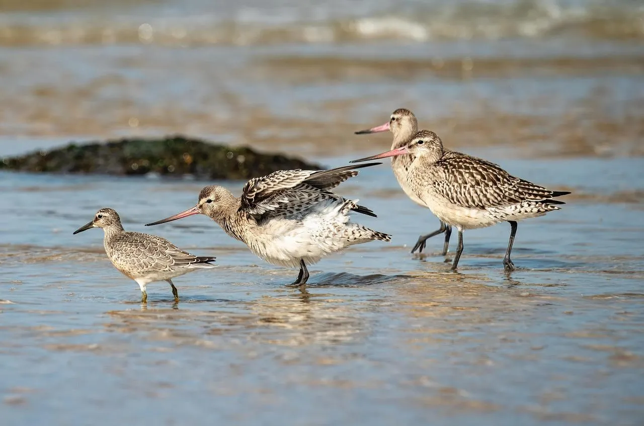 Shorebirds Foraging Along Rocky Coastal Beach Wallpaper
