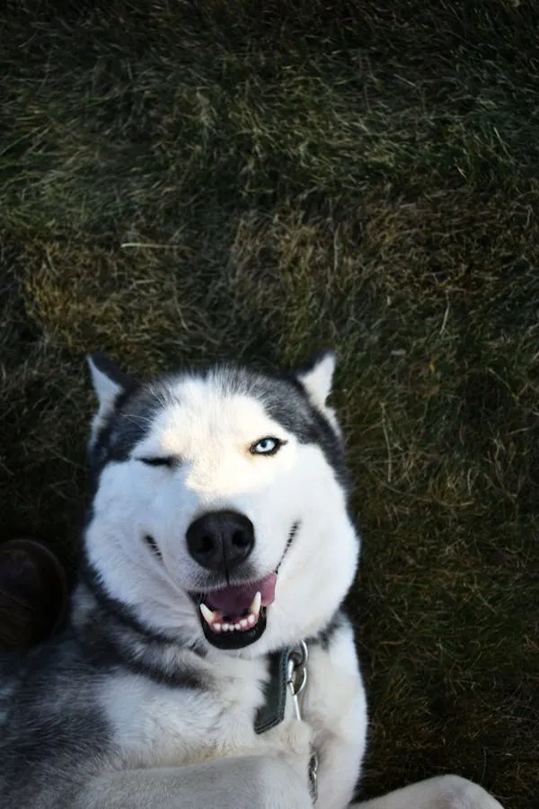 Siberian Husky Winking and Smiling on the Grass Outdoors