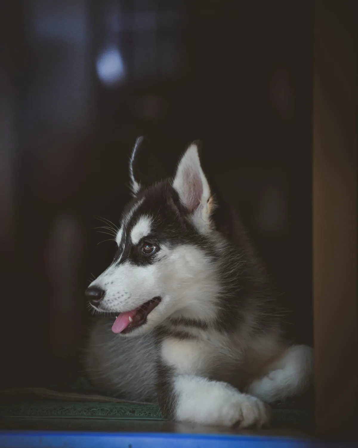 Side Profile Of a Happy Husky Puppy Looking Outside Image