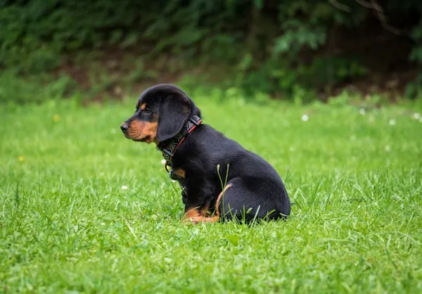 Side View Of a Small Black and Tan Puppy Sitting on Grass