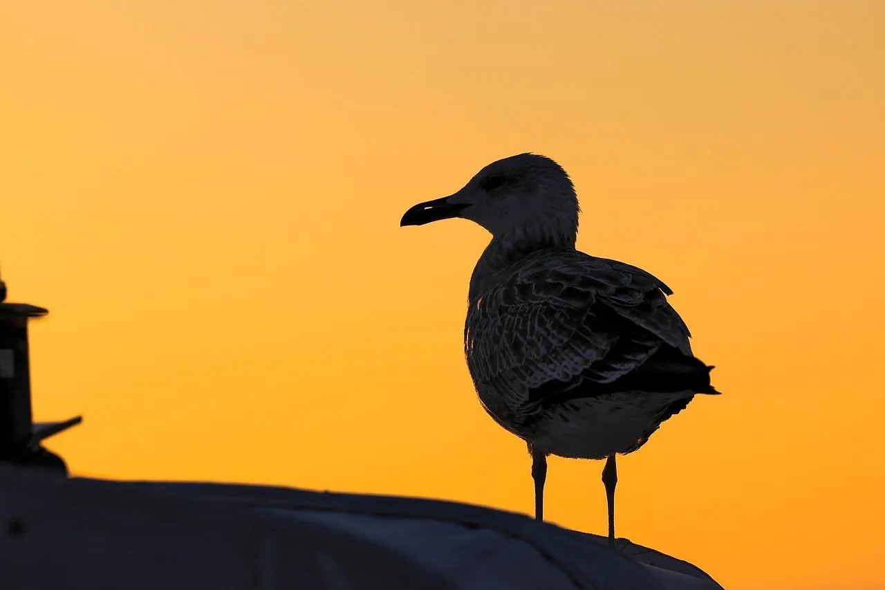 Silhouette of a bird perched at sunset on a branch