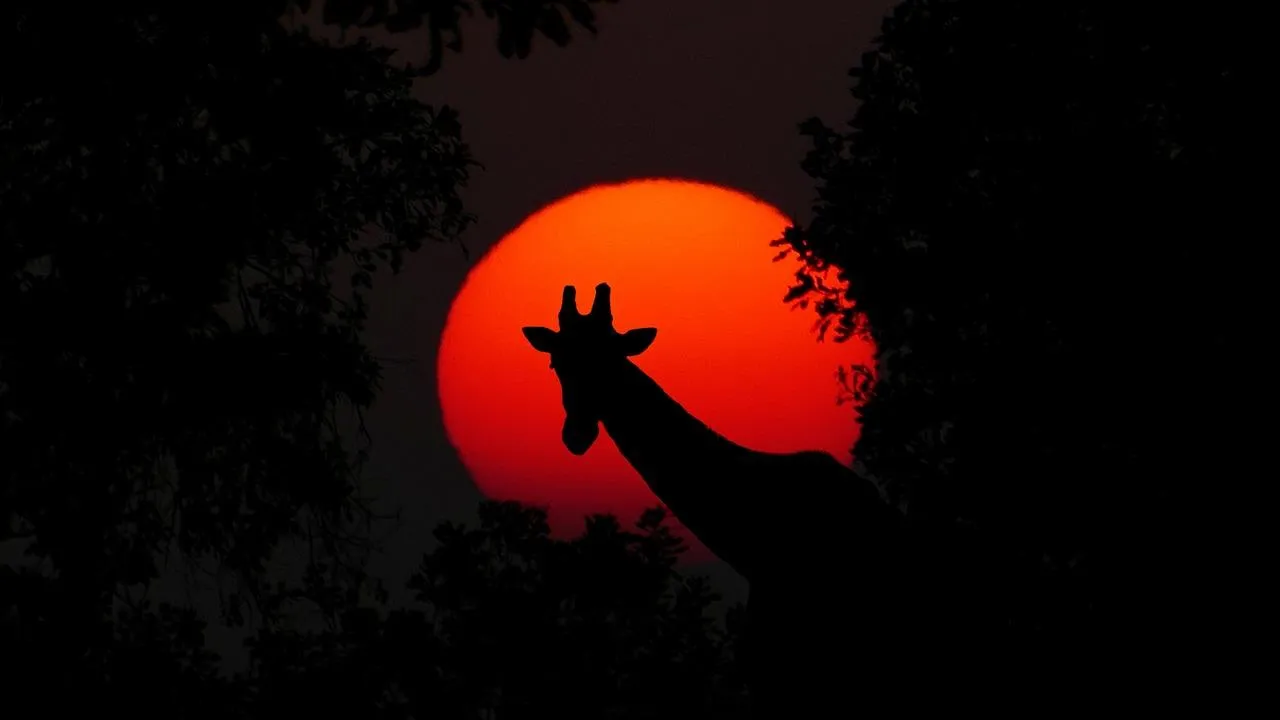Silhouette of Bat Flying at Sunset with Red Sky Wallpaper