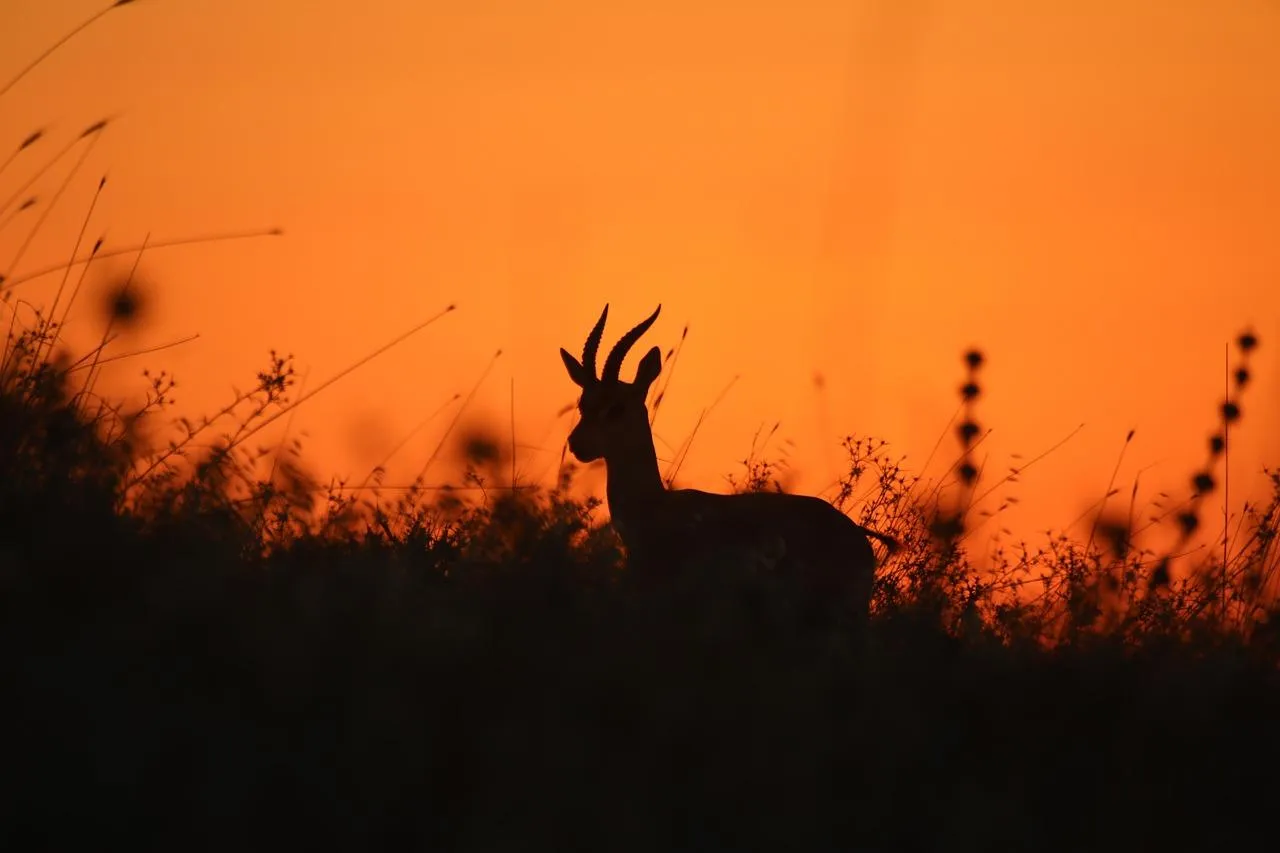 Silhouette of Deer Antlers Against Orange Sky Wallpaper