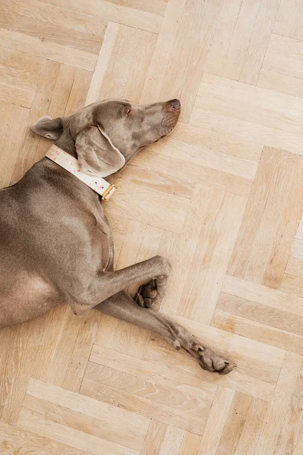 Silver Gray Dog Sleeping on Light Wood Floor Hd Free Image