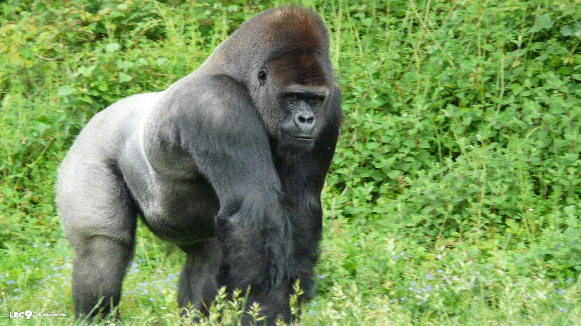 Silverback Gorilla in a Calm Forest Clearing Wallpaper