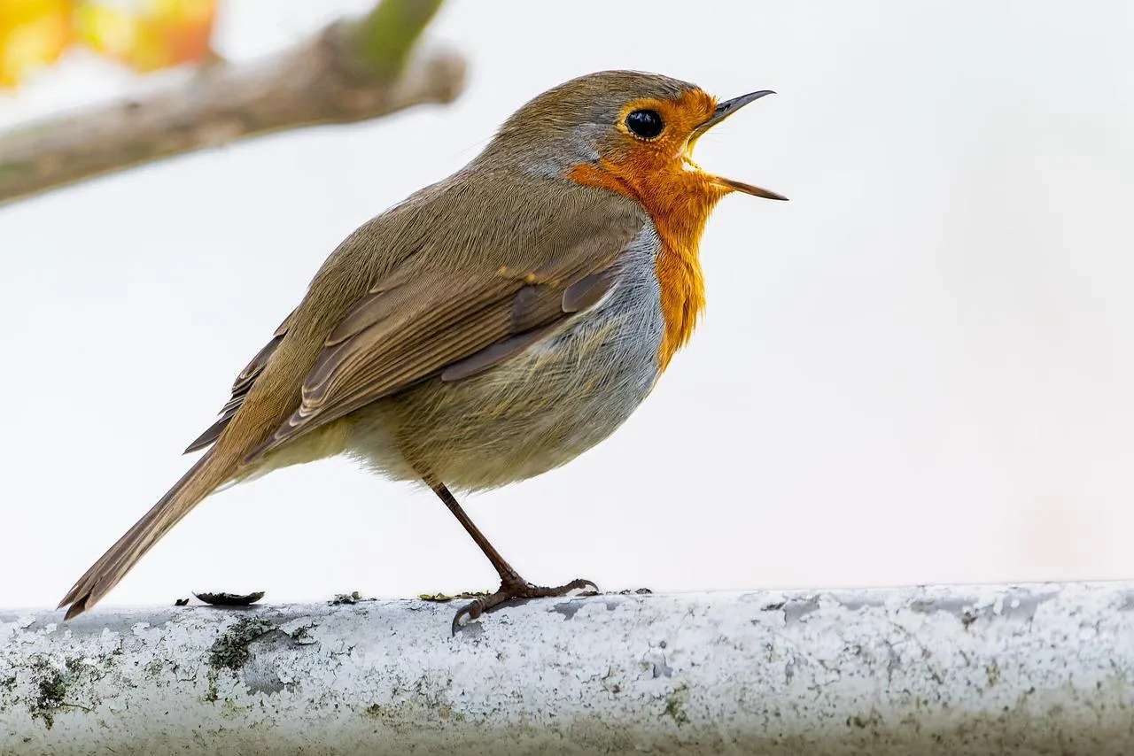 Singing Robin Posing Gracefully Against White Background