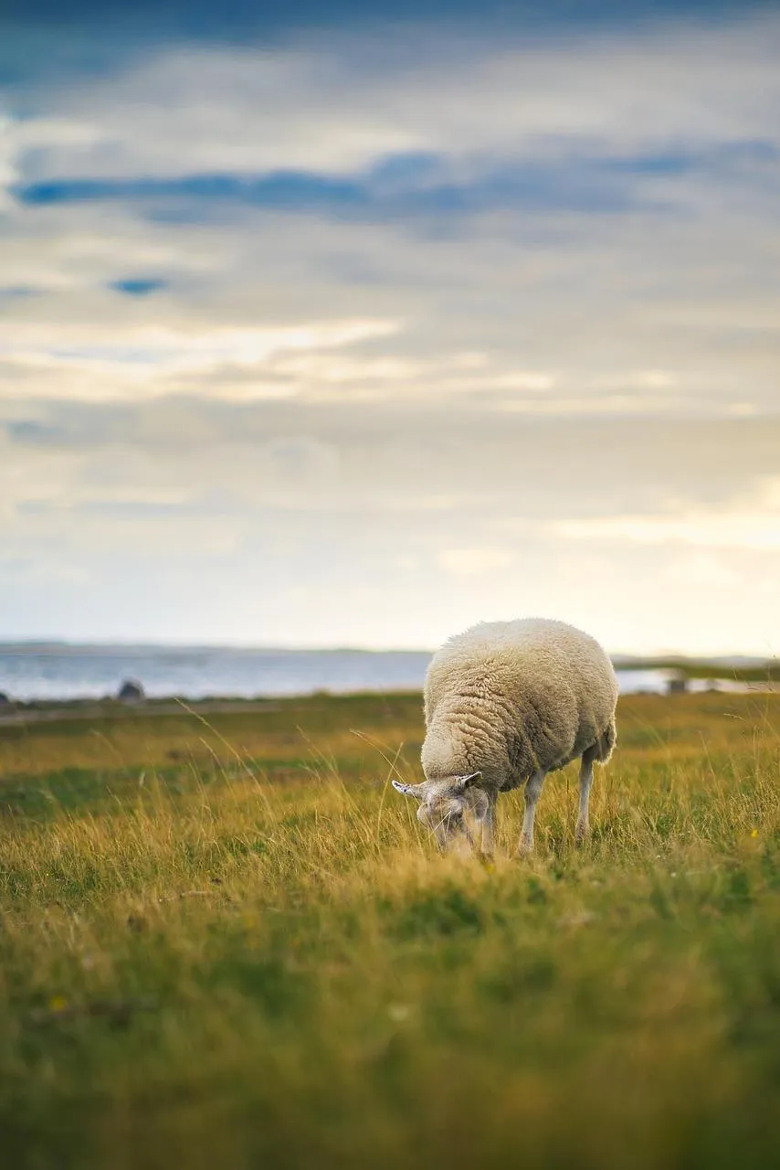 Single Sheep Grazing in a Wide Open Field Wallpaper