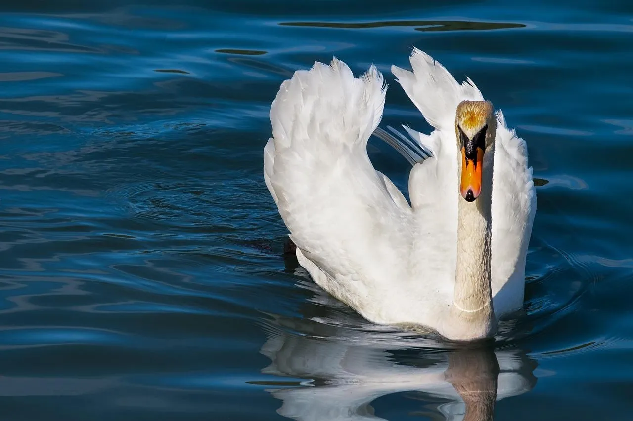 Single White Swan Swimming with Reflection on Water