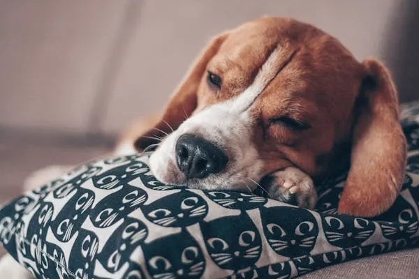 Sleeping Beagle Puppy Resting Head on Patterned Pillow
