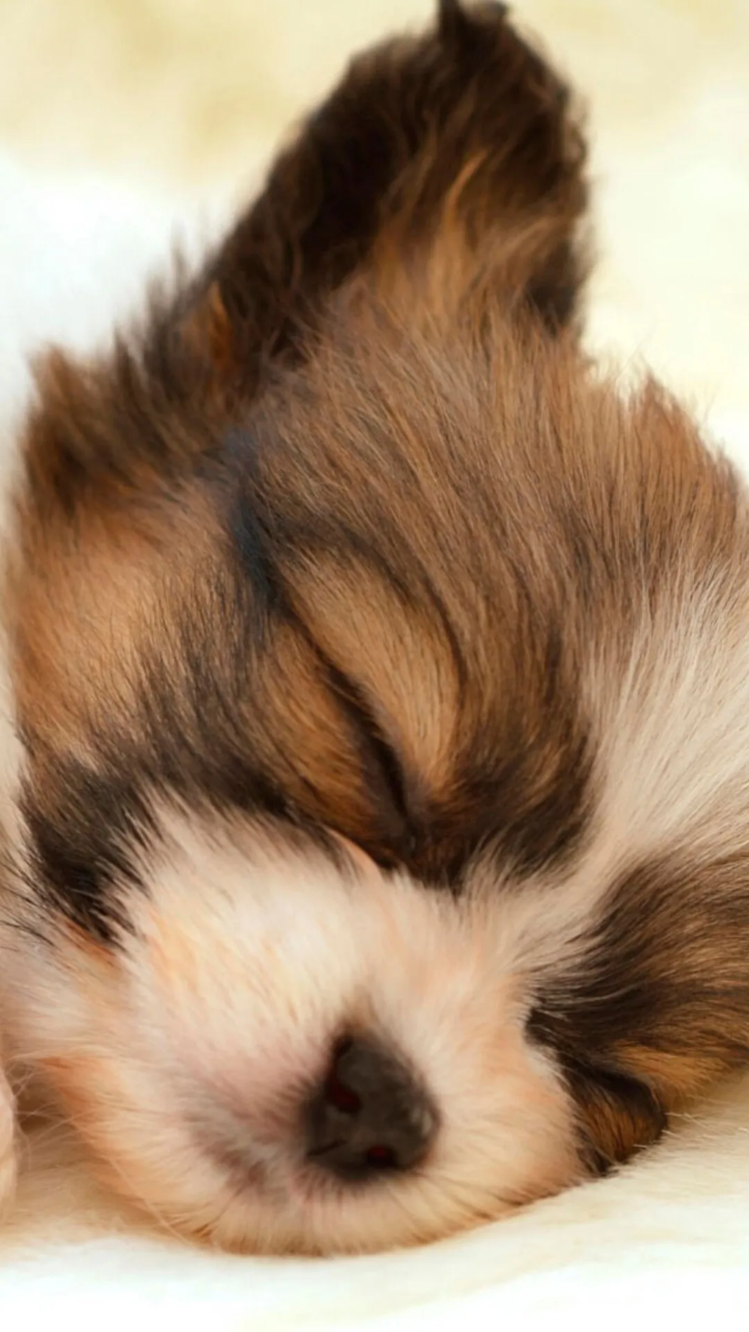 Sleeping Brown Puppy on a Soft Blanket with Closed Eyes