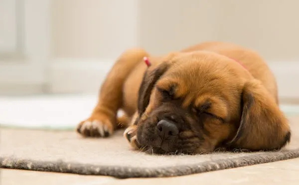 Sleeping Brown Puppy Resting Peacefully on a Soft Carpet