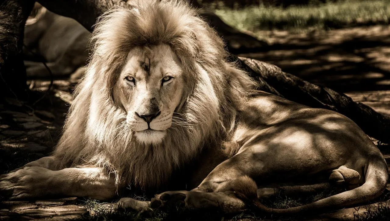 Sleeping lion relaxing under tree in the savanna Wallpaper