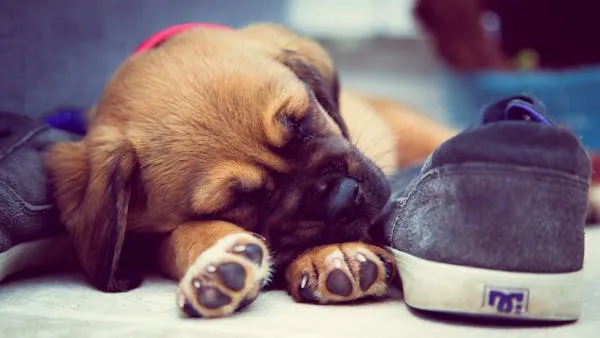 Sleeping Puppy Cuddled Next To a Cozy Pair Of Shoes Images