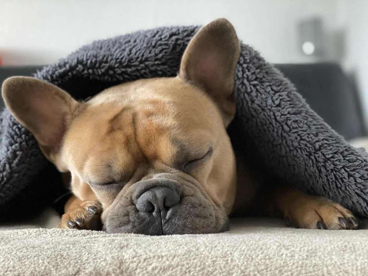Sleeping Puppy Tucked in Cozy Blanket Peacefully Wallpaper