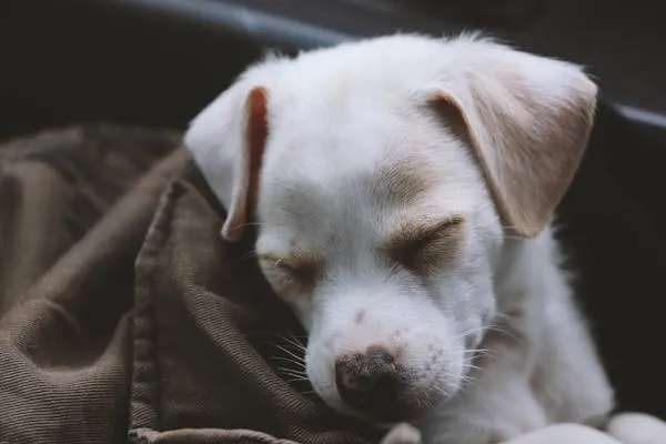 Sleeping White Puppy Curled Up Under Warm Brown Blanket