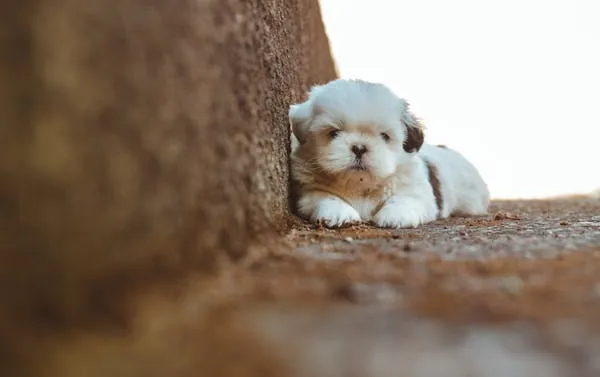 Sleeping White Puppy Resting on a Stone Free Hd Wallpaper