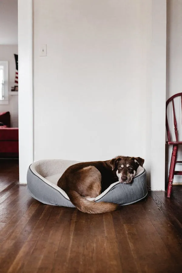 Sleepy Brown Puppy Curled Up in a Warm Dog Bed Wallpaper