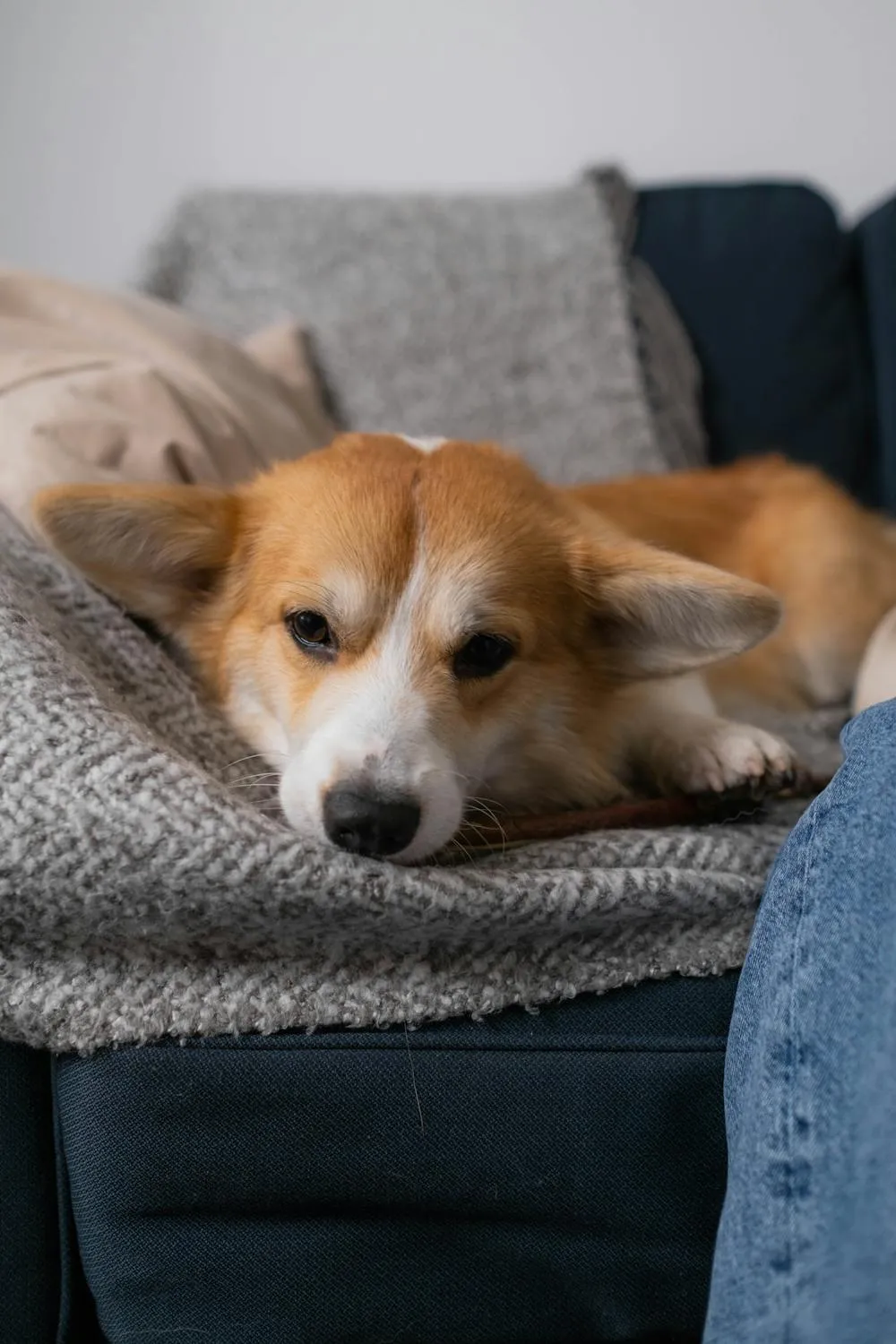 Sleepy Dog Resting on a Couch with a Soft Gray Blanket