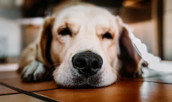 Sleepy Golden Retriever Resting Head on Wooden Surface