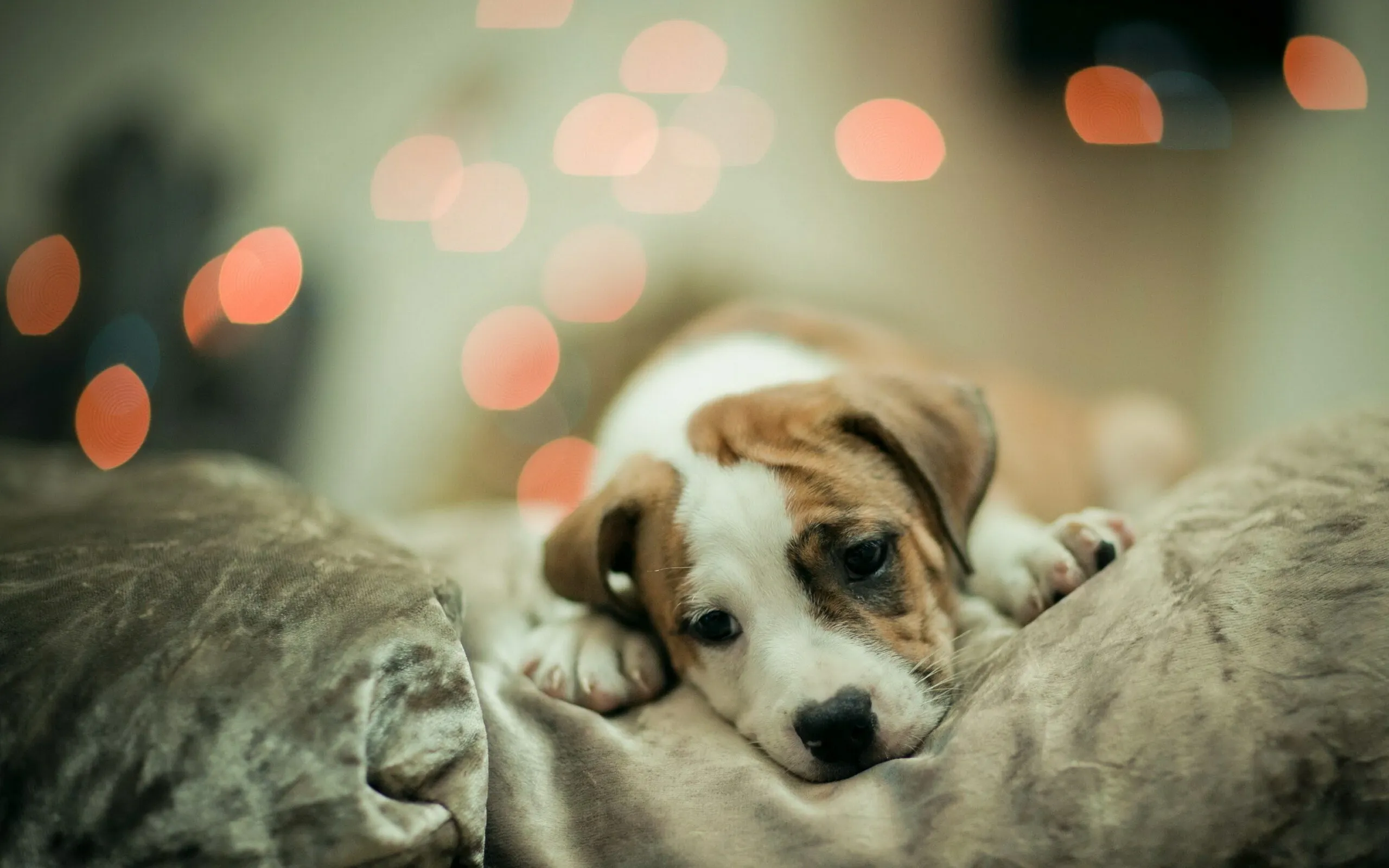 Sleepy Puppy Resting Comfortably on Soft Cushions Wallpaper