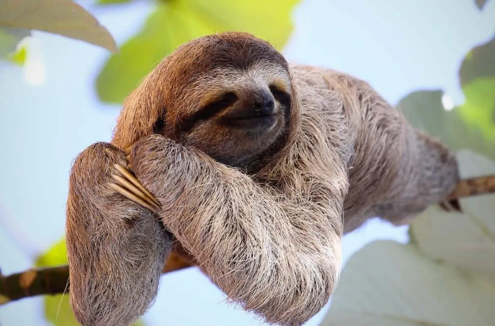 Sloth hanging from a tree branch upside down Wallpaper
