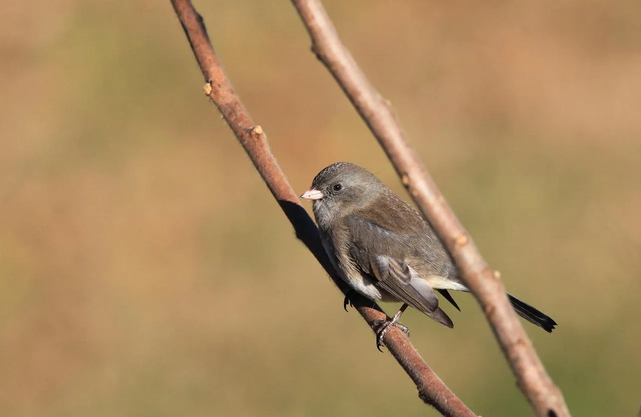Small bird grips a thin stem watching from the side