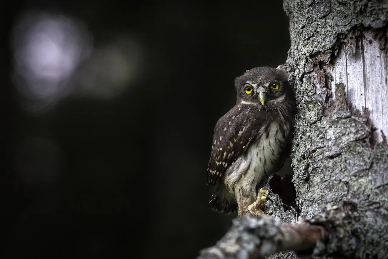 Small Bird Perched Near Tree Trunk in Dense Forest