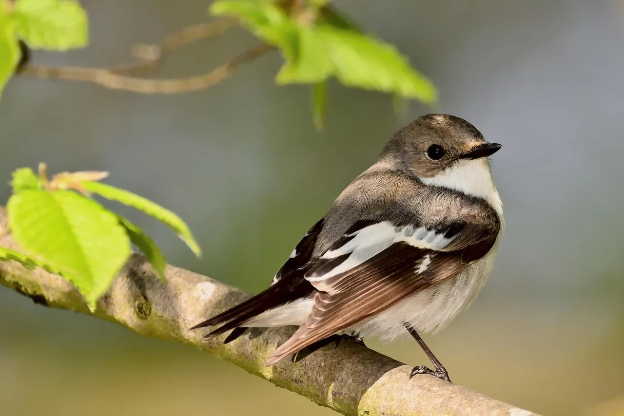 Small bird perched on a branch with green leaves Wallpaper