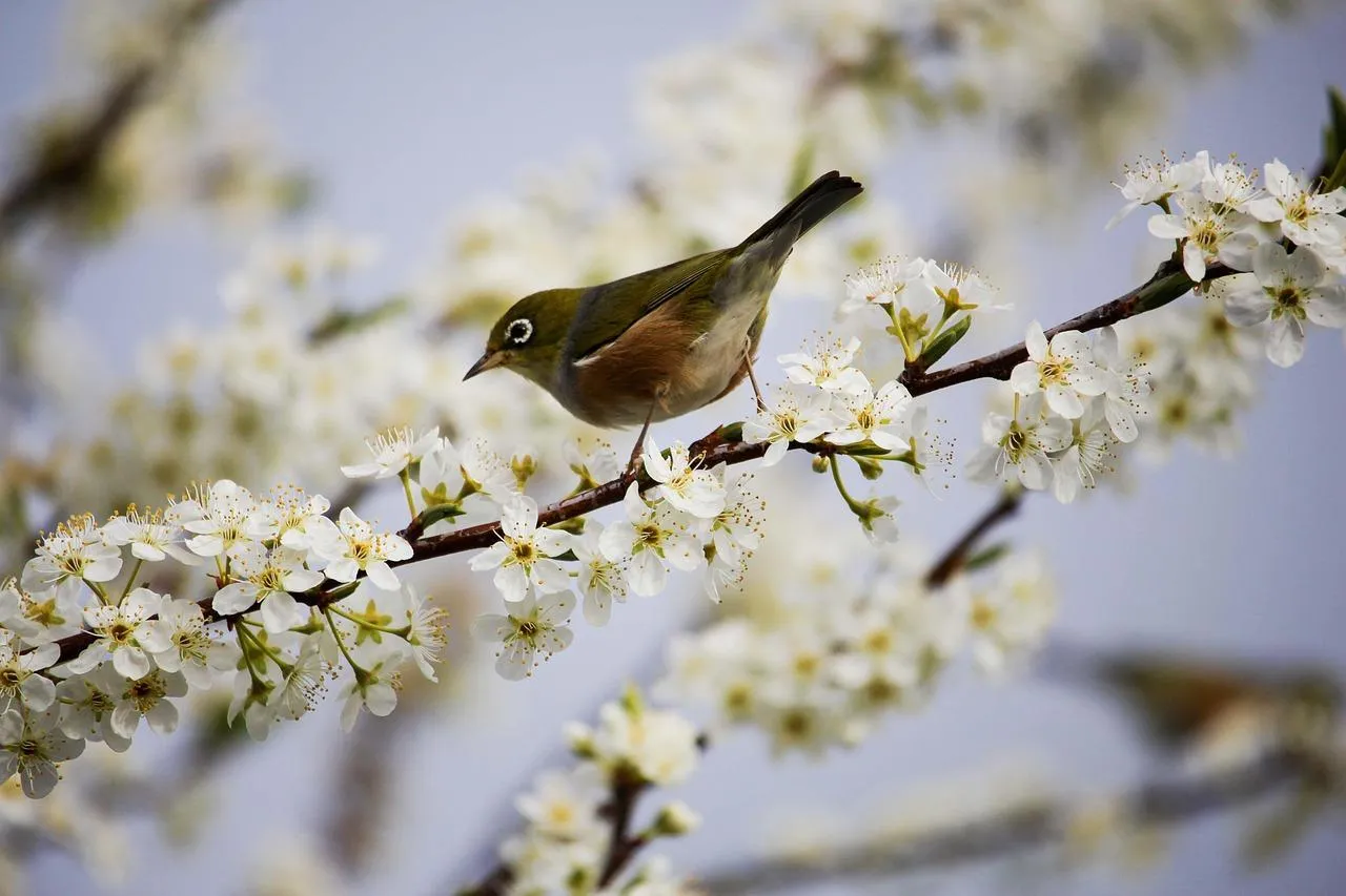 Small Bird Perched on a Flowering Tree Branch Wallpaper
