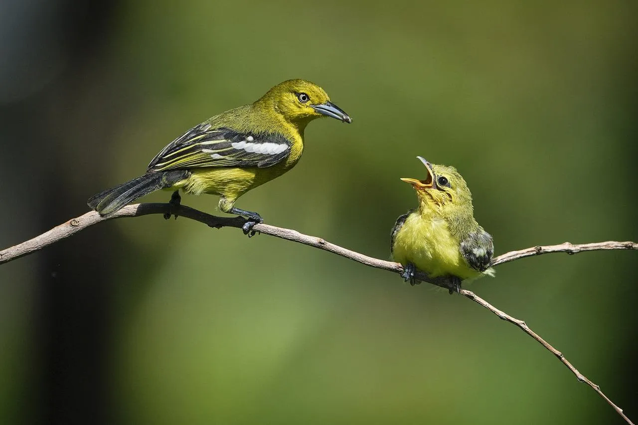 Small bird perched on a green branch free Wallpaper