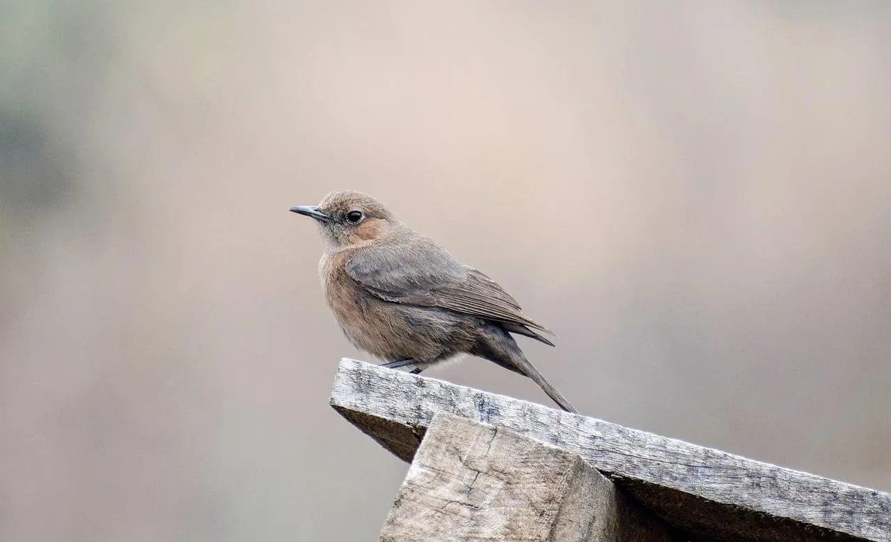 Small bird perched on a thin branch with light background
