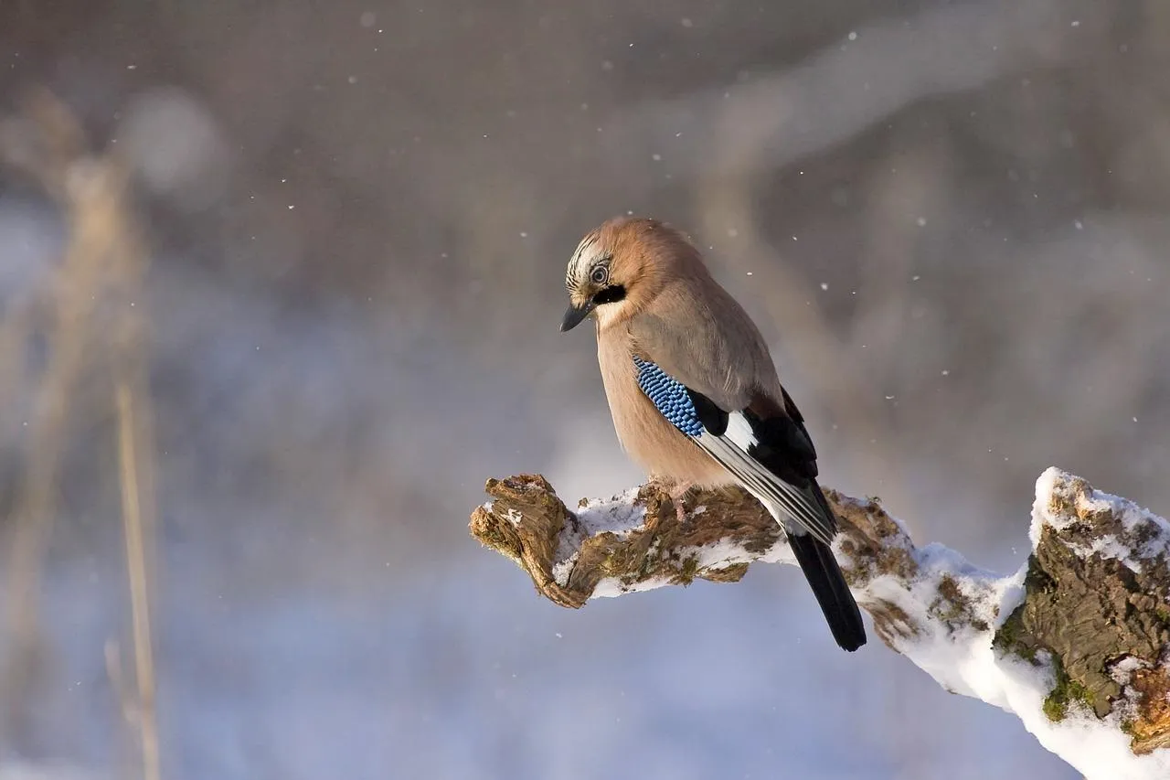 Small Bird Perched on Branch in Natural Outdoor Setting