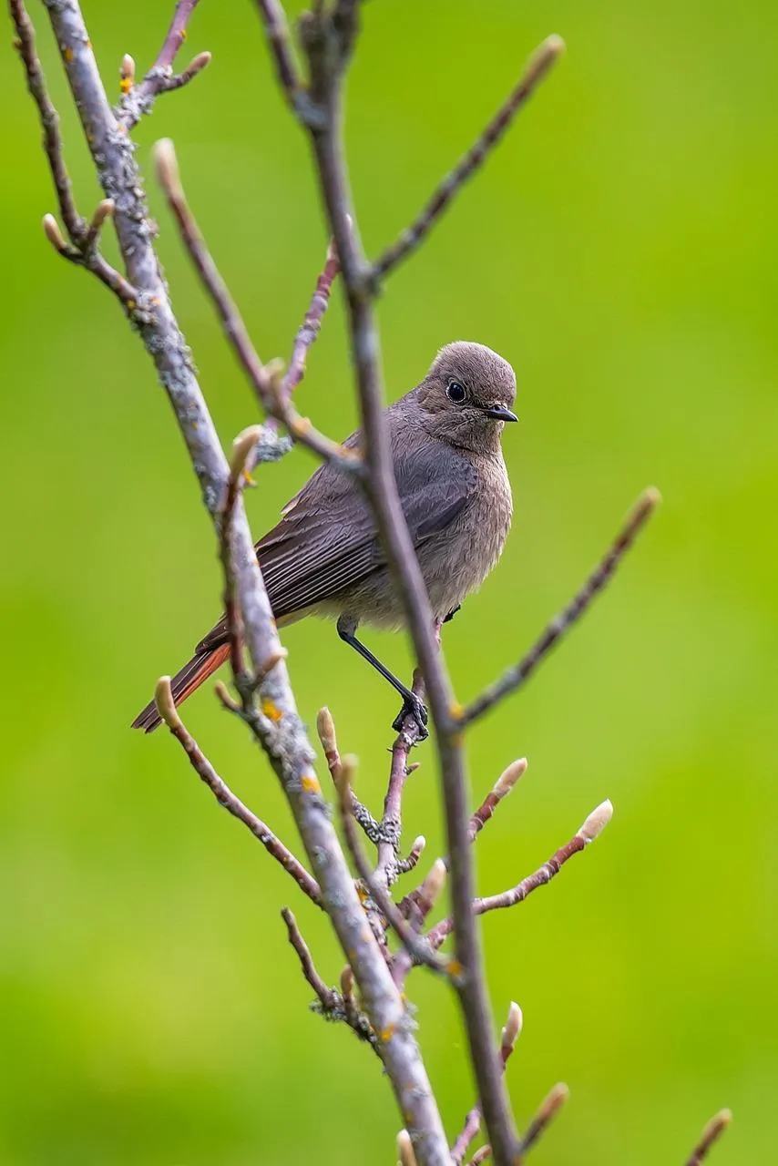 Small Bird Perched on Thin Branch with Green Leaves