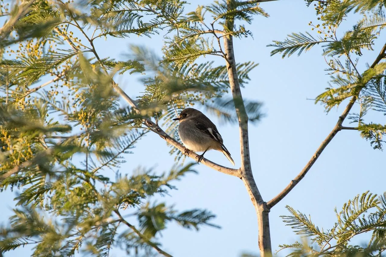 Small Bird Perched on Tree Branch in Natural Habitat