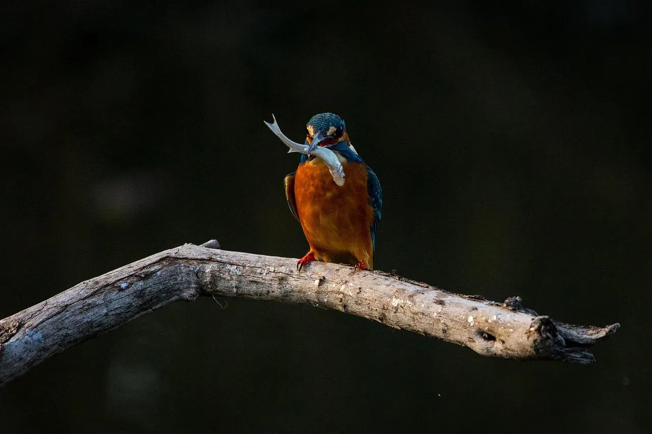 Small Bird Sitting on Thin Branch in Forest Wallpaper