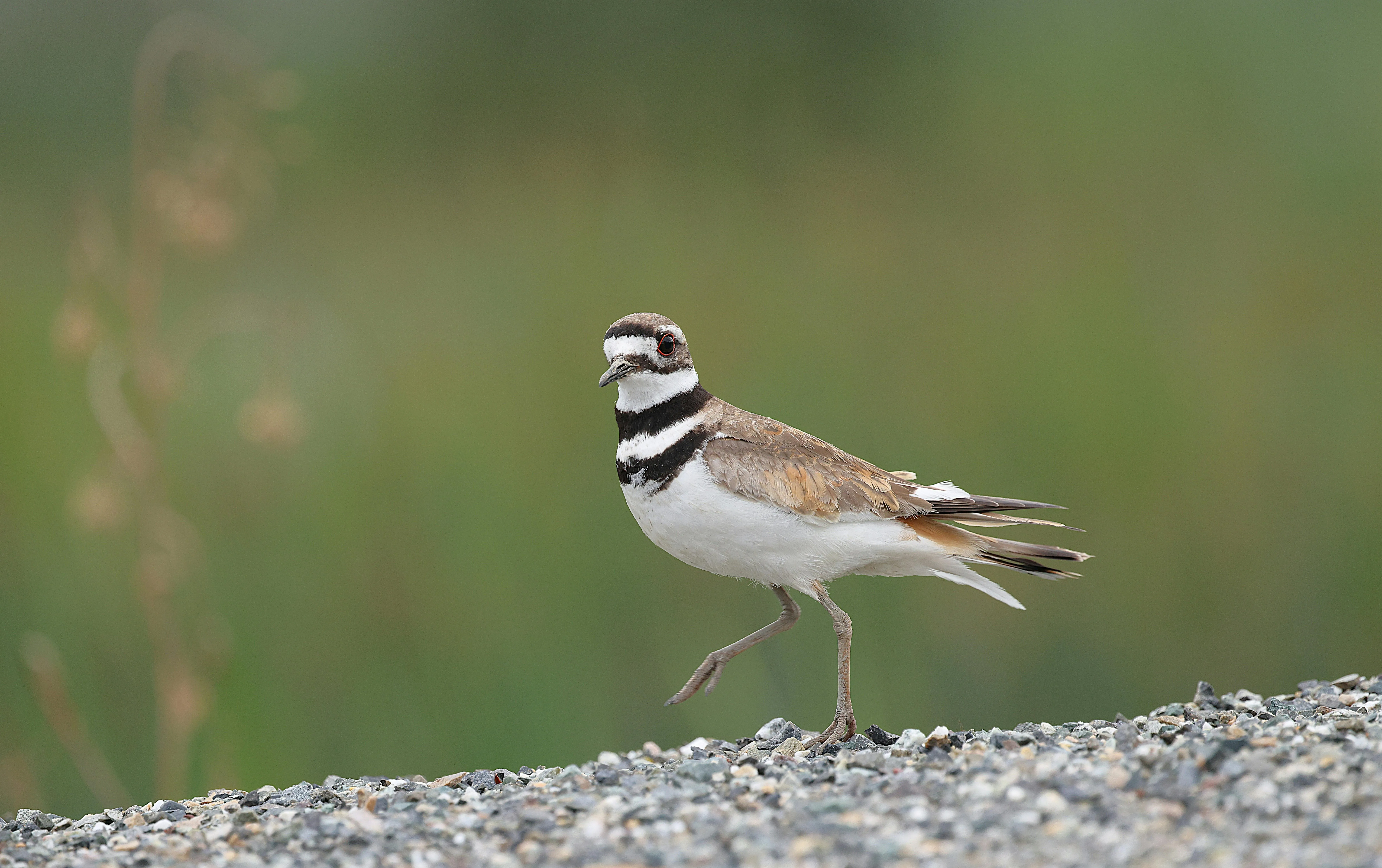 Small Bird Sitting on Thin Branch Outdoors Wallpaper