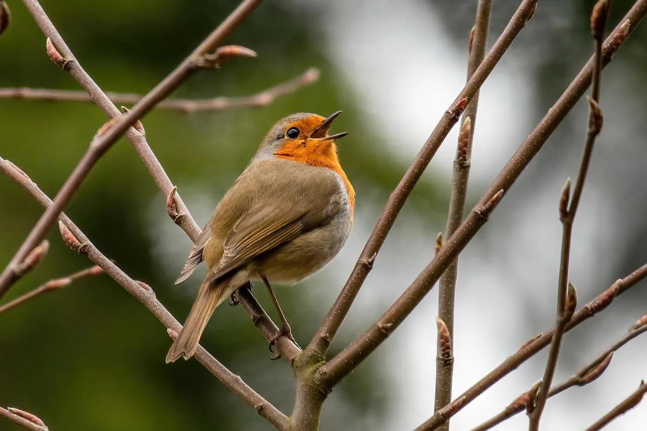 Small Bird Sitting on Wire Fence Quietly Wallpaper