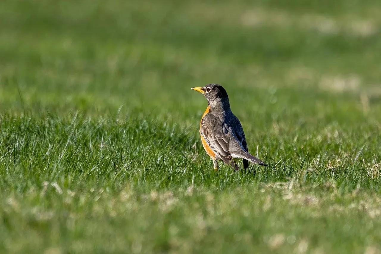 Small Bird Standing Alone in a Peaceful Green Field