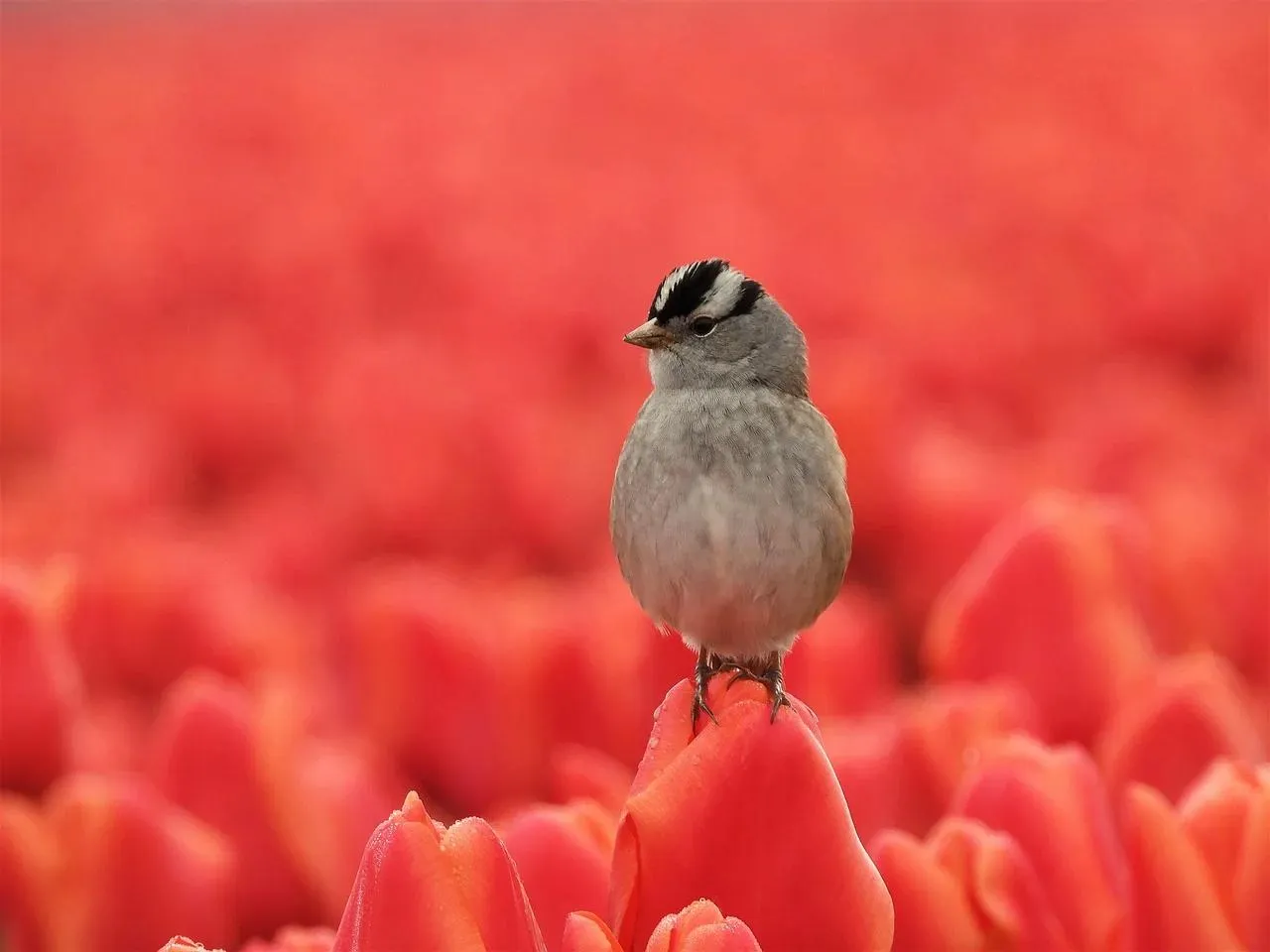Small Bird Standing Amid Bright Red Tulip Flowers Wallpaper